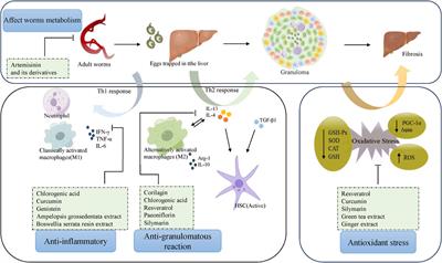 Therapeutic potential of natural products in schistosomiasis-associated liver fibrosis